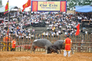 Phu Ninh Buffalo Fighting Festival